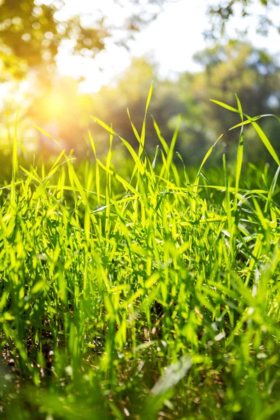 背景の緑の芝生と青い — ストック写真