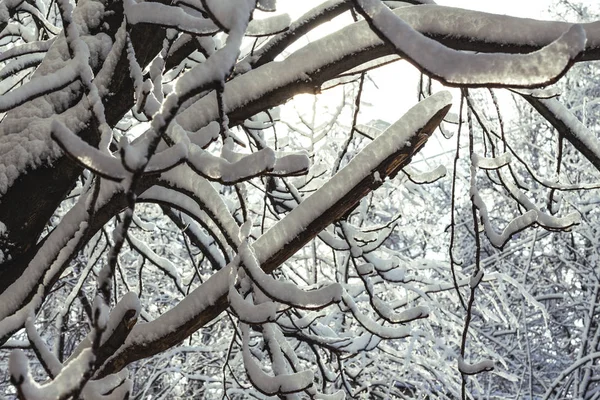 Inverno Dia Brilhante Neve Nos Ramos Tre — Fotografia de Stock