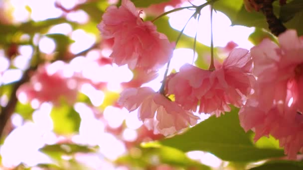 Sakura Kiraz Ağacı Çiçekleri Günbatımında Çiçek Açar — Stok video