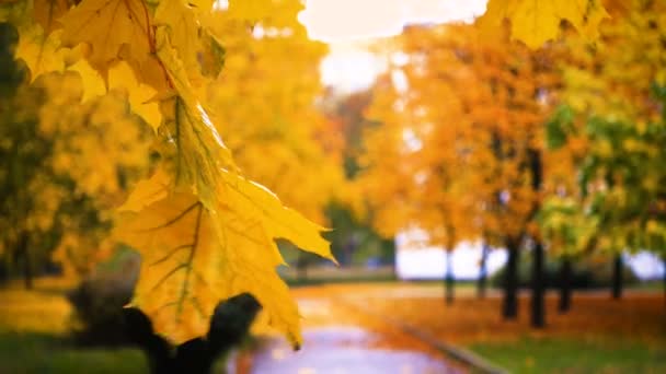 Hojas Coloridas Otoño Parque Lluvioso — Vídeo de stock