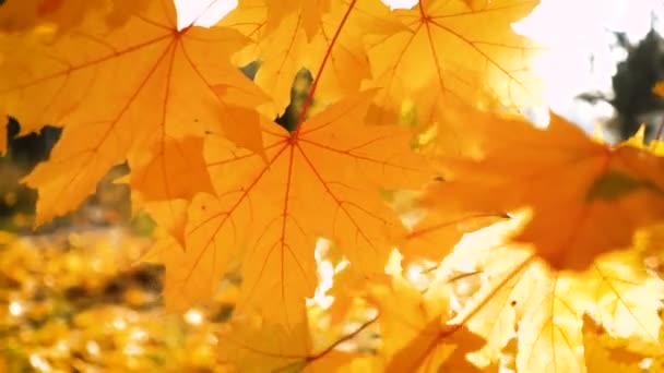 Φθινόπωρο Πολύχρωμα Φύλλα Στο Βροχερό Πάρκο — Αρχείο Βίντεο