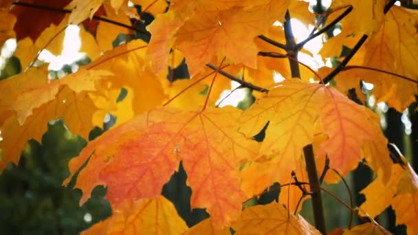 Herbstfarbenes Laub Verregneten Park — Stockvideo