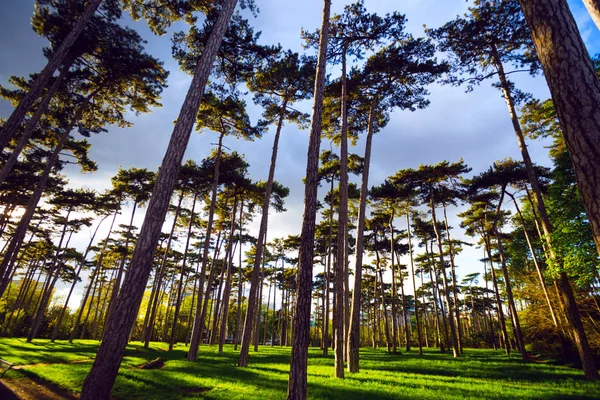 Gyönyörű Bois Boulogne Párizsba Naplemente Frank — Stock Fotó