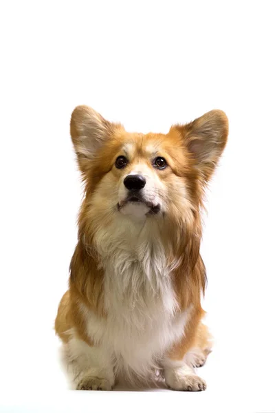 Vackra Corgi Fluffiga Närbild Porträtt Vit Bak — Stockfoto