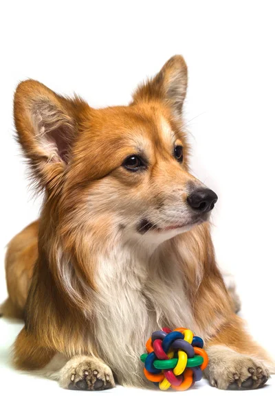 Vackra Corgi Fluffiga Närbild Porträtt Vit Bak — Stockfoto