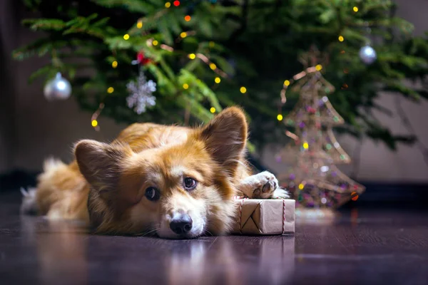 Natale Molto Bello Corgi Soffice Cane Con Regalo Sullo Sfondo — Foto Stock