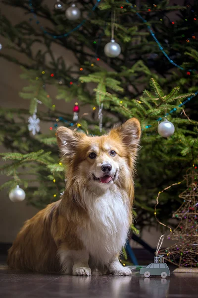 Christmas Very Beautiful Corgi Fluffy Dog Background Christmas Tre — Stock Photo, Image