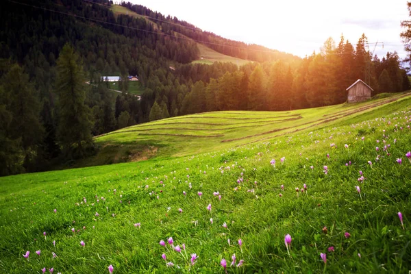 Gün Batımında Güzel Dağ Manzarası Alan Çiğdem Dağlar Dolomites Ital — Stok fotoğraf