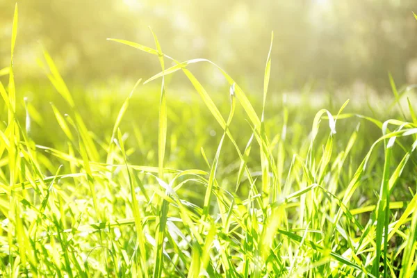 Background Green Grass Blue Sky Summer — Stock Photo, Image