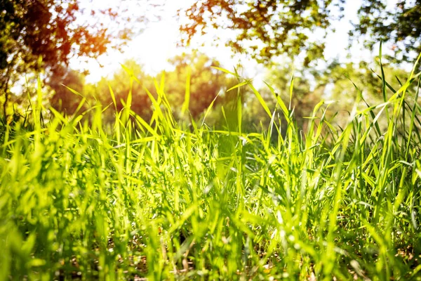 Fond Herbe Verte Ciel Bleu Summe — Photo