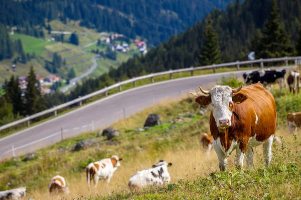 Talyan Bir Mera Üzerinde Ineklerin Dağlar Dolomites Ital — Stok fotoğraf