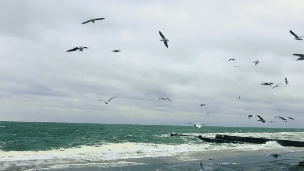 Gaviotas Volando Sobre Mar Furioso — Vídeo de stock