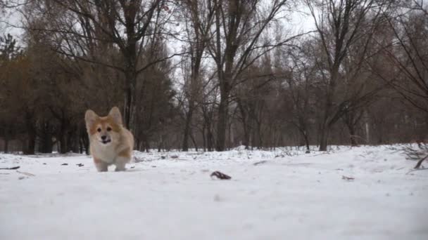 面白いコーギーふわふわ子犬は冬の日に屋外を歩く — ストック動画