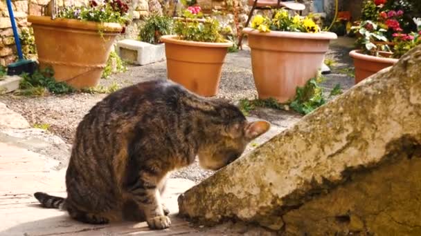 猫坐在花盆附近的小意大利镇街道 — 图库视频影像