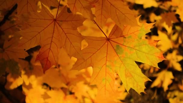 Mooie Kleurrijke Herfst Esdoorn Bladeren Close — Stockvideo