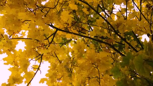美しいカラフルな秋のカエデの葉を閉じます — ストック動画