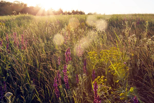 Salvia Sommaräng Med Salvia Solnedgången Tim — Stockfoto