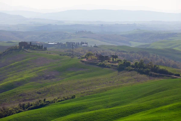 Ondas Verdes Paisagem Típica Toscana Vista Uma Colina Árvore Solitária — Fotografia de Stock