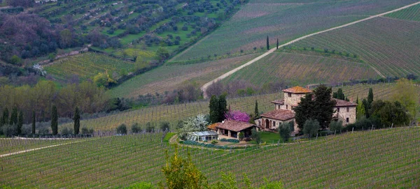 Pohled Typickou Toskánskou Krajinu Údolí Vinicemi Provincii Siena Toskánsko Ital — Stock fotografie