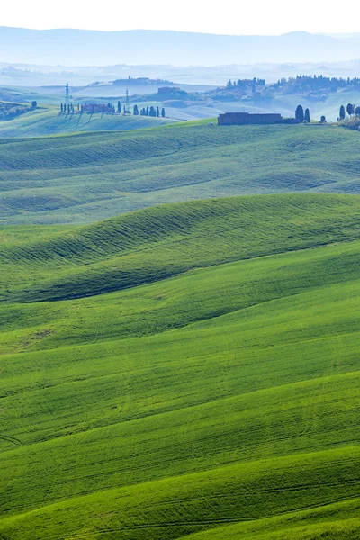 Ondas Verdes Paisagem Típica Toscana Vista Uma Colina Árvore Solitária — Fotografia de Stock