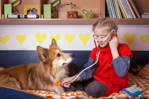 Kleines Mädchen Spielt Doktor Mit Ihrem Hund Corgi Flaum — Stockfoto