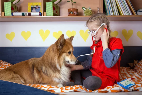 Kleines Mädchen Spielt Doktor Mit Ihrem Hund Corgi Flaum — Stockfoto