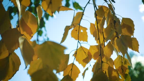 Herfst Berk Verlaat Een Wind Close Slow Motion Video — Stockvideo