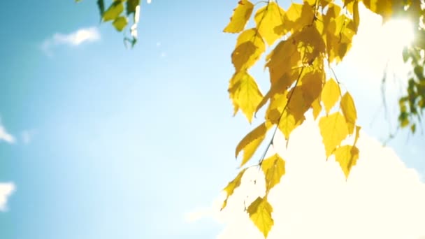 Sonbahar Huş Ağacı Bir Rüzgarla Ağır Çekim Video Yakın Bırakır — Stok video