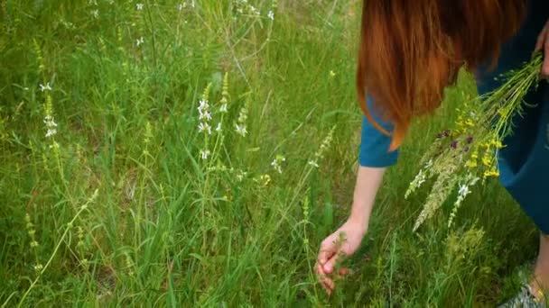 Девушка Собирает Цветы Лугу — стоковое видео