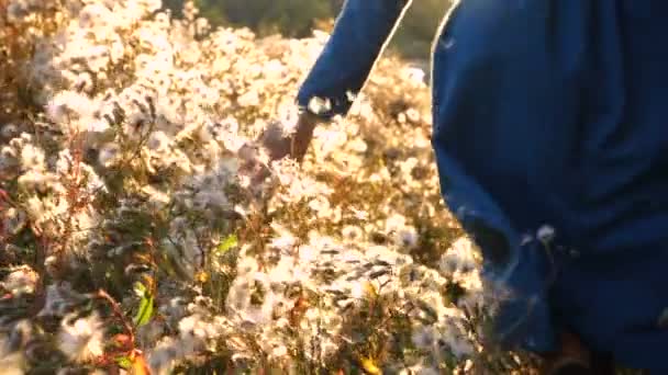 Girl Running Autumn Field Fluff Flowers — Stock Video