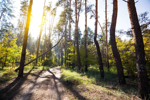 beautiful landscape and nature walks. beautiful autumn pine forest and blue sky in the early mornin