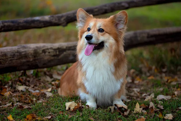 Belo Corgi Retrato Fofo Exterior Autum — Fotografia de Stock