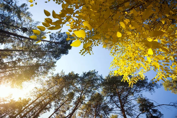 美丽的风景和自然漫步 美丽的松树林衬托在蓝色的天空中 — 图库照片