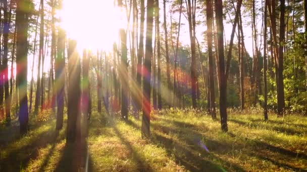 Sonnenstrahlen Ergießen Sich Durch Bäume Einem Kiefernwald — Stockvideo