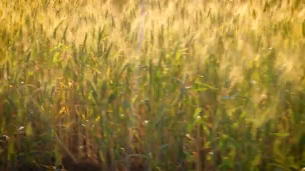 Über Das Weizenfeld Aus Nächster Nähe — Stockvideo