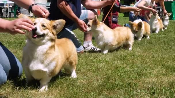 Dnipro Ukraine June 2018 Corgi Dogs Handlers Dog Show — Stock Video