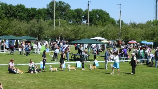 Dnipro Ucrania Junio 2018 Perros Manipuladores Corgi Exposición Perros — Vídeo de stock