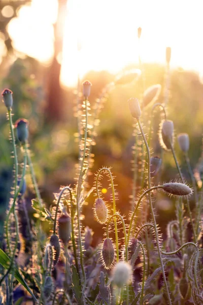 Abstrakt Bild Vacker Vallmo Sunse — Stockfoto