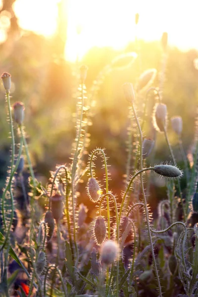 Soyut Resim Haşhaş Alanında Güzel Sunse — Stok fotoğraf