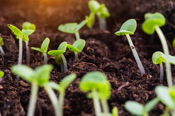 Basil Spruiten Hebben Gekiemde Groun — Stockfoto