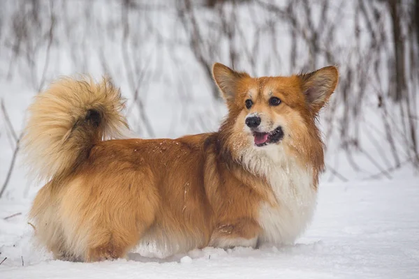 屋外のコーギー ふわふわの犬 雪の中で肖像画を閉じて ワインを飲みながら — ストック写真