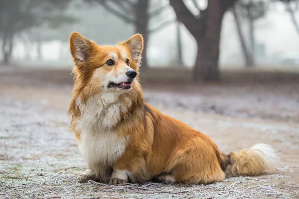 Corgi Puszysty Pies Świeżym Powietrzu Zamknij Portret Śniegu Chodzenie Winie — Zdjęcie stockowe