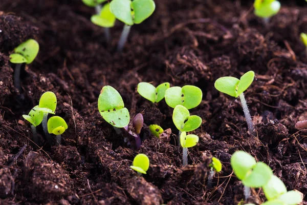 Basil Sprouts Have Sprouted Groun Royalty Free Stock Images