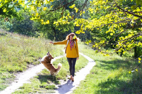 Träning Flicka Och Hund Corgi Promenader Par — Stockfoto