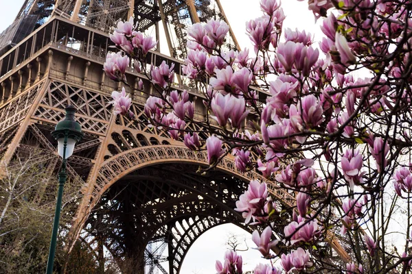 Kwitnąca Magnolia Tle Eiffel Towe — Zdjęcie stockowe