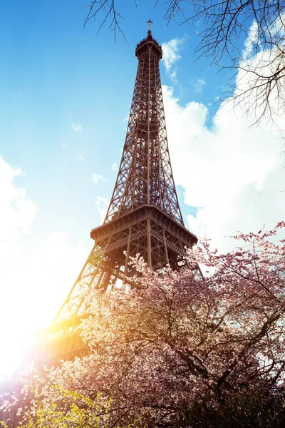 Kwitnąca Magnolia Tle Eiffel Towe — Zdjęcie stockowe