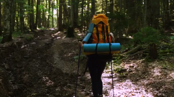 Chica Excursionista Caminando Bosque Pinos — Vídeos de Stock