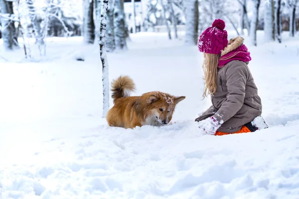 Hermosa Chica Rubia Corgi Esponjoso Invierno —  Fotos de Stock