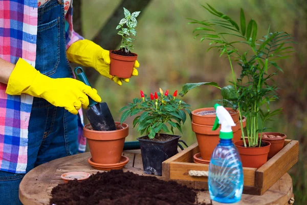 Fille Transplante Des Fleurs Dans Jardin Pots Fleurs Plantes Pour — Photo