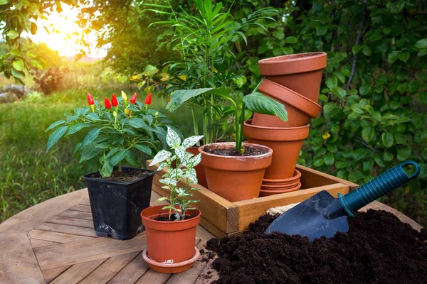 Transplante Des Fleurs Dans Jardin Pots Fleurs Plantes Pour Transplantin — Photo